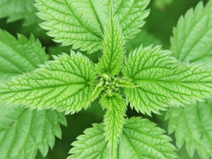 A tavola con l’Istituto Ecologico Edelweiss: frittata di Ortiche e Casera