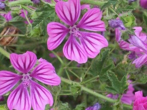 A tavola con l’Istituto Ecologico Edelweiss: tortelli ricotta, spinaci e… malva!